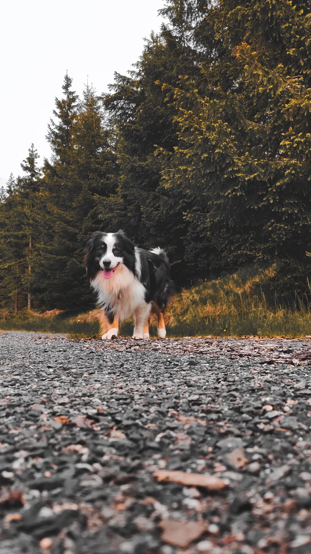 Akim opět na cestě - fotoavideoakimtv