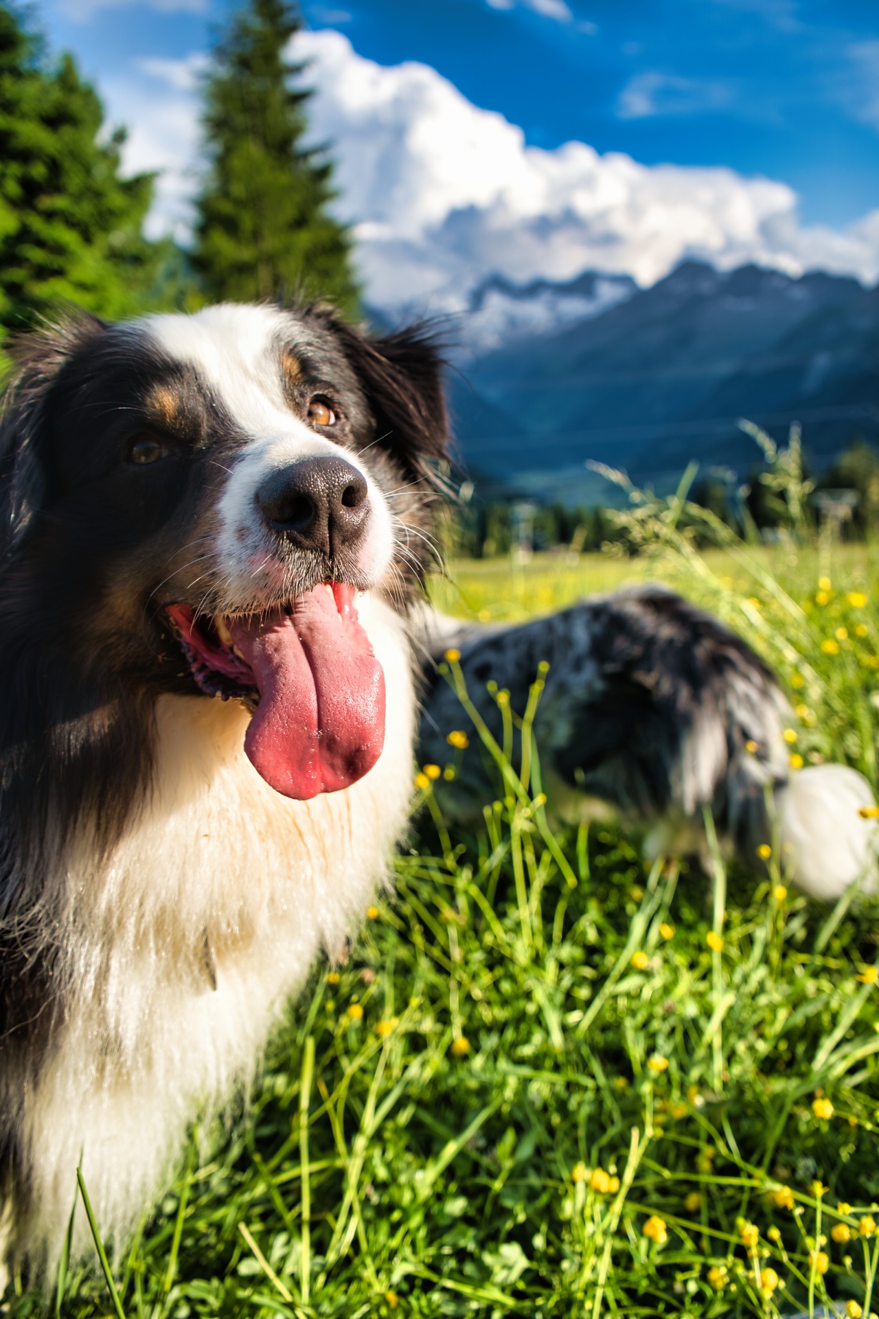 Akim při odpočinku - fotoavideoakimtv