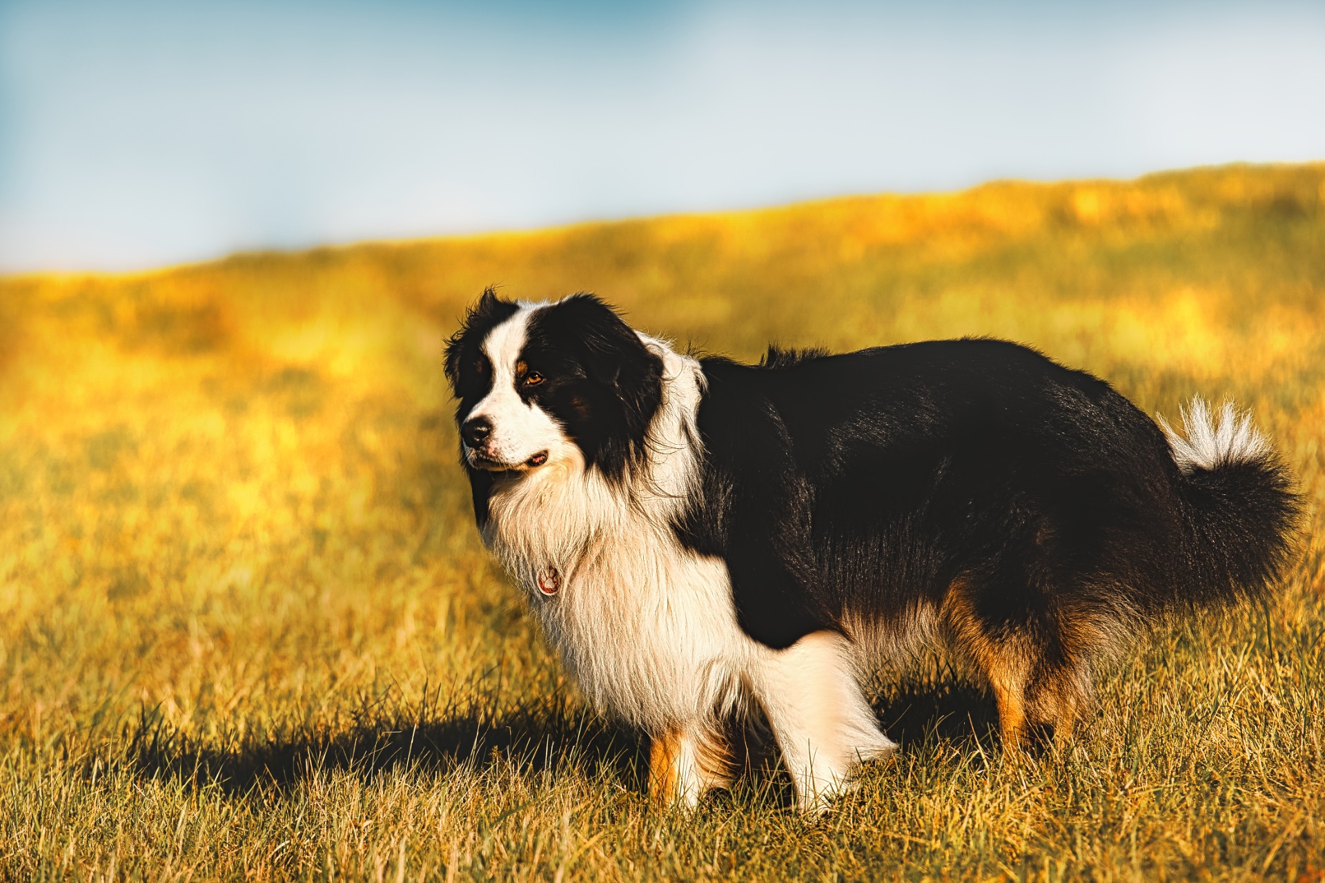Akim v podzimním zamyšlení - fotoavideoakimtv