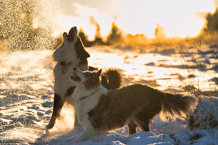Dárkový voucher focení